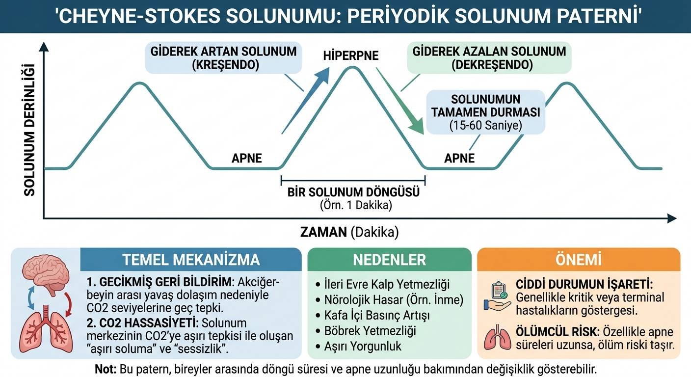 Cheyne-Stokes Solunumu: Periyodik Solunum Döngüsü Nedir?